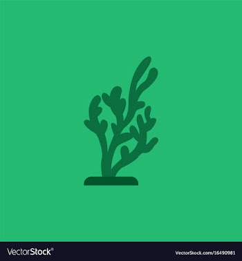 Seaweed icon vector image