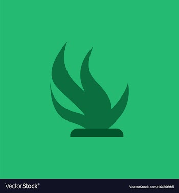 Seaweed icon vector image