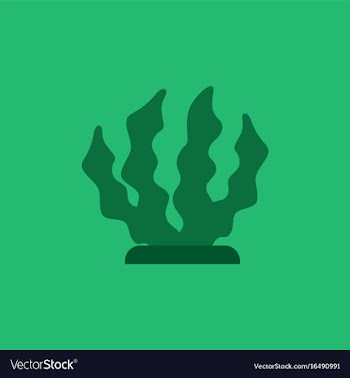 Seaweed icon vector image