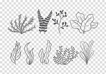 Seaweed Leaf, sea element transparent background PNG clipart