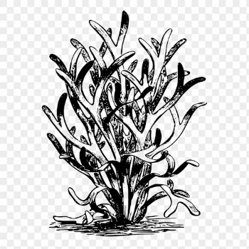 Seaweed png, botanical sticker vintage | Free PNG - rawpixel