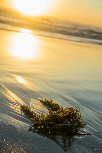 Seaweed Washed Up On Beach