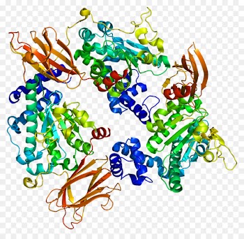SEC14L2 Protein Gene Function -  