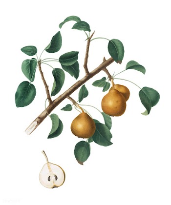 Seckel pear from Pomona Italiana (1817-1839) .. | Free stock vector - 488189
