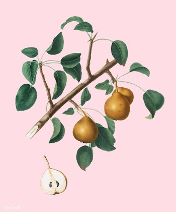 Seckel pear from Pomona Italiana illustration | Free stock vector - 488207