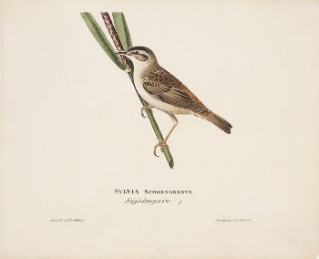 Sedge warbler, 1828, Magnus Von | Free Photo - rawpixel