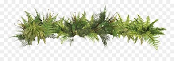 Sedimentary Petrology Emu Ridge Gallery Fern Sedimentary rock - Picture Ferns PNG 