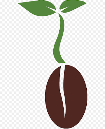 Seed Plant Biology Clip art - biology png download - 598*1097 - Free ...