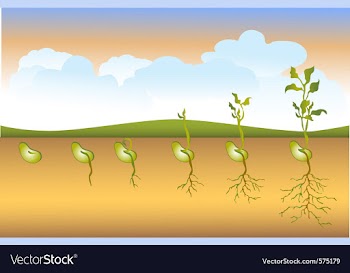 Seed stages of growth vector image