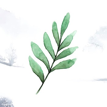 Seeded eucalyptus branch painted in watercolo.. | Free stock vector - 489177