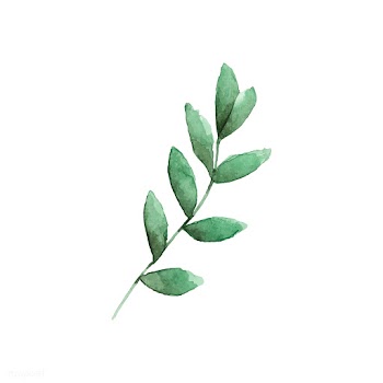 Seeded eucalyptus branch painted in watercolo.. | Free stock vector - 489178