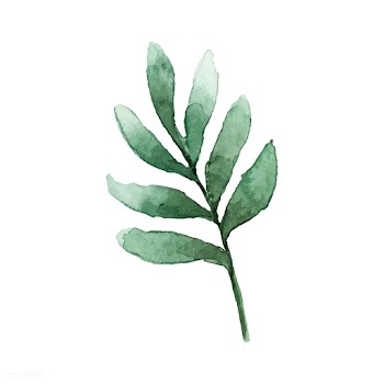 Seeded eucalyptus branch painted in watercolo.. | Free stock vector - 489197