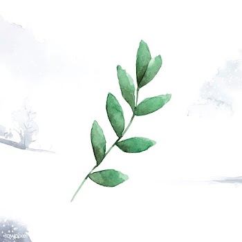 Seeded eucalyptus branch painted in watercolo.. | Free stock vector - 489237