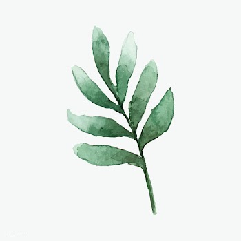 Seeded eucalyptus branch painted in watercolo.. | Free stock vector - 489240