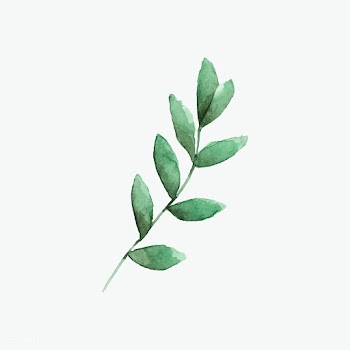 Seeded eucalyptus branch painted in watercolo.. | Free stock vector - 489252
