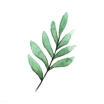 Seeded eucalyptus branch painted in watercolo.. | Free stock vector - 489384