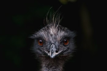 selected focus of brown haired bird face