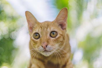 Selected Focus Photo of brown Tabby Cat