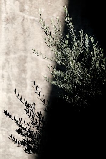 selected focus photo of green leaf plant