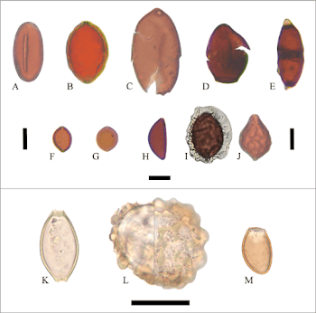 Selection of non-pollen microfossils. Spores of fungal taxa ...