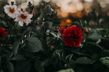 Selective and Bokeh Photography of Bloomed Flowers