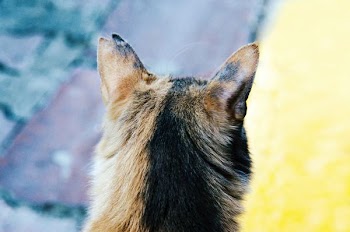 selective closeup photography of calico cat