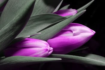 Selective Color Photograph of Closed Purple Tulips Among Gray Leaves