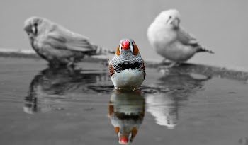Selective Color Photography of Bird