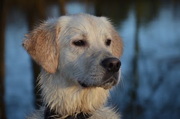 Selective Color Photography of White and Tan Short Coat Dog