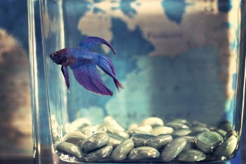 Selective Focis Photo of Blue Betta Fish