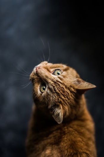 selective focus and low-angle photography of orange tabby cat