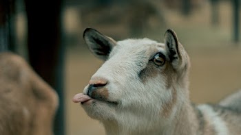 Selective Focus Beige and Brown Goat