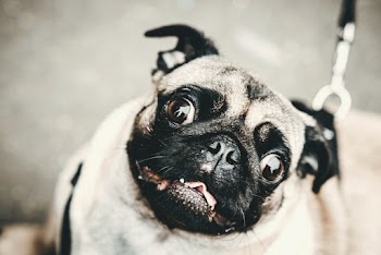 Selective Focus Close-up Photo of a Pug
