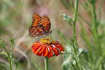 Selective Focus Close-up Photo of Butterfly on Flower 