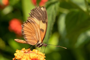 Selective Focus Close-up Photo of Butterfly on Yellow Flower