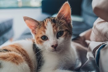 Selective Focus Close-up Photo of Calico Kitten Lying Down