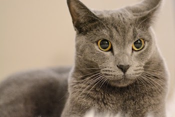 Selective Focus Close-up Photo of Chartreux Cat Lying Down