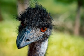 Selective Focus Close-up Photo of Emu Head