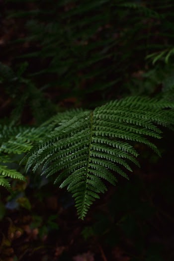 Selective Focus Close-up Photo of Green Fern Plants