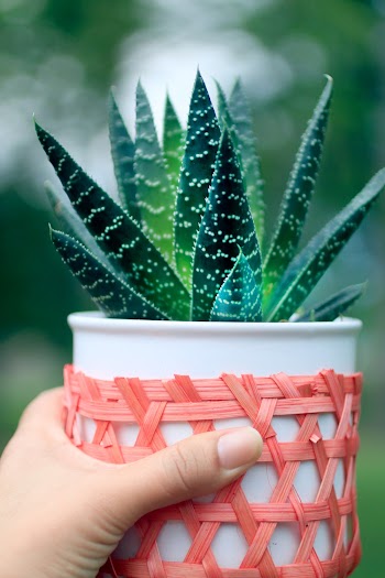 Selective Focus Close-up Photo of Hand Holding Potted Aloe House Plant