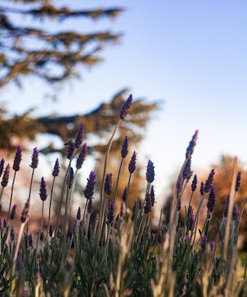 Selective Focus Close-up Photo of Lavender Plants