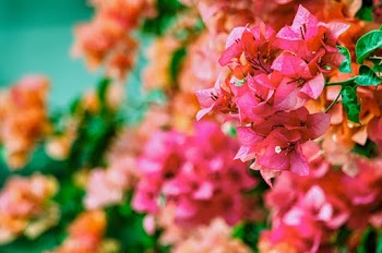 Selective Focus Close-up Photo of Pink Bougainvillea Flowers