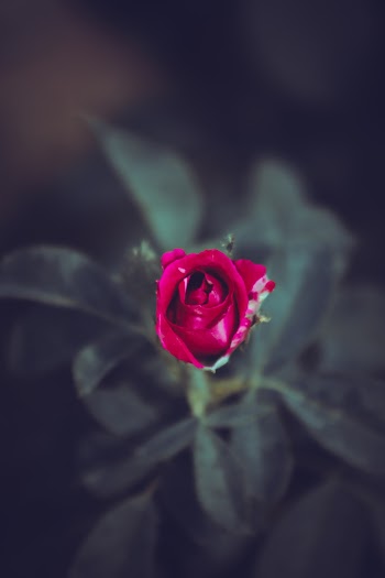 Selective Focus Close-up Photo of Red Rose Flower