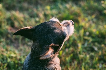 Selective Focus Close-up Photo of Short-coated Dog on Grass Field