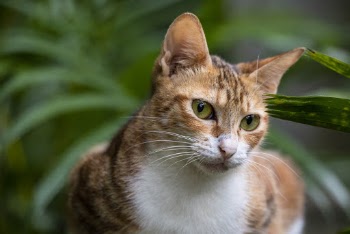Selective Focus Close-up Photo of Sitting Brown Tabby Cat