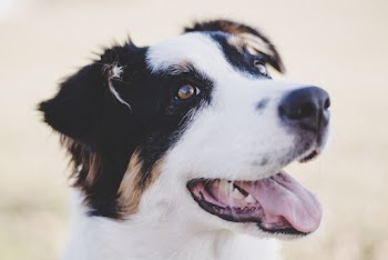 Selective Focus Close-up Photo of White and Black Dog Head
