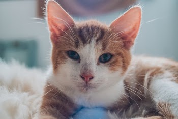 Selective Focus Close-up Photo of White and Brown Cat Lying Down