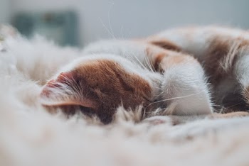 Selective Focus Close-up Photo of White and Brown Cat Sleeping