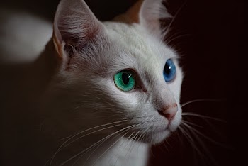 Selective Focus Close-up Photo of White Cat With Blue and Green Eyes