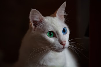Selective Focus Close-up Photo of White Cat With Blue and Green Eyes